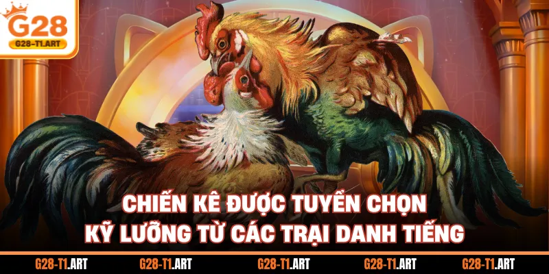 Chiến Kê Được Tuyển Chọn Kỹ Lưỡng Từ Các Trại Danh Tiếng