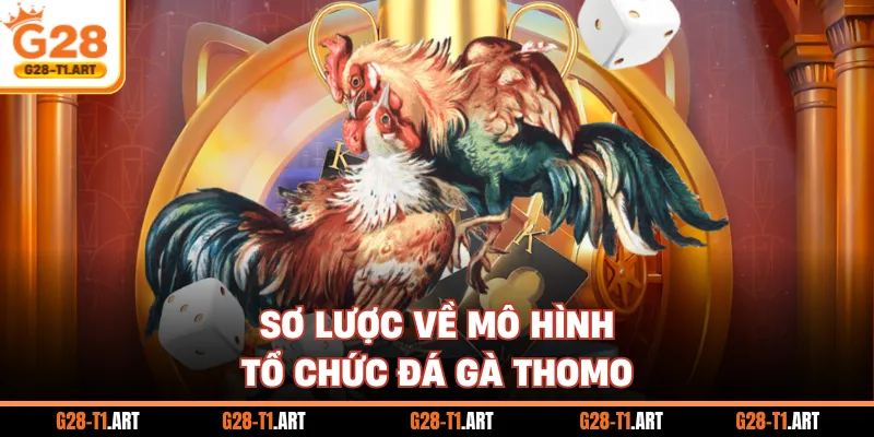 Sơ Lược Về Mô Hình Tổ Chức Đá Gà Thomo