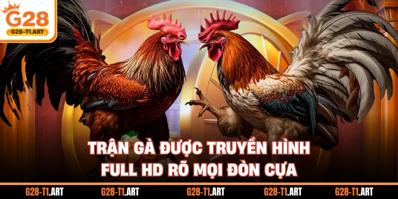 Trận Gà Được Truyền Hình Full HD Rõ Mọi Đòn Cựa